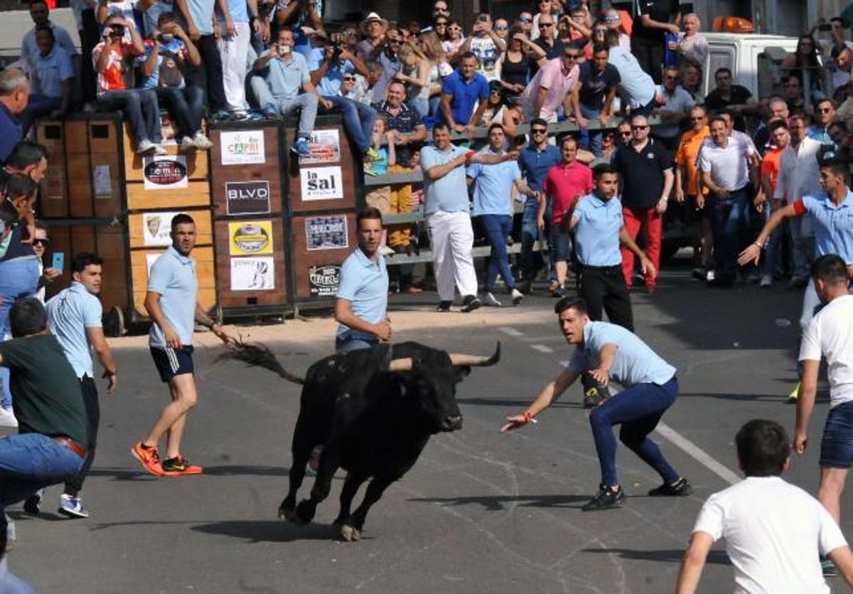 Suelta de un toro desde el cajón en Medina del Campo en una edición pasada del Toro de la Feria.
