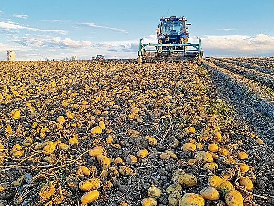 Los productores de patata temen una sobredimensión tras el cierre de Azucarera