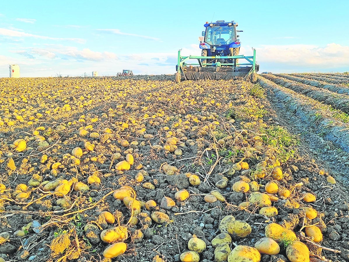Los productores de patata temen una sobredimensión tras el cierre de Azucarera
