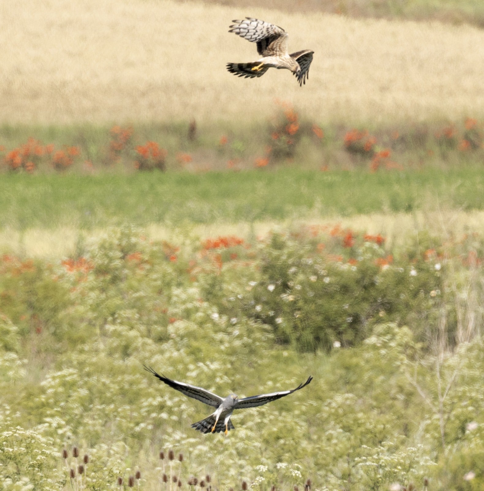 En defensa del aguilucho ibérico