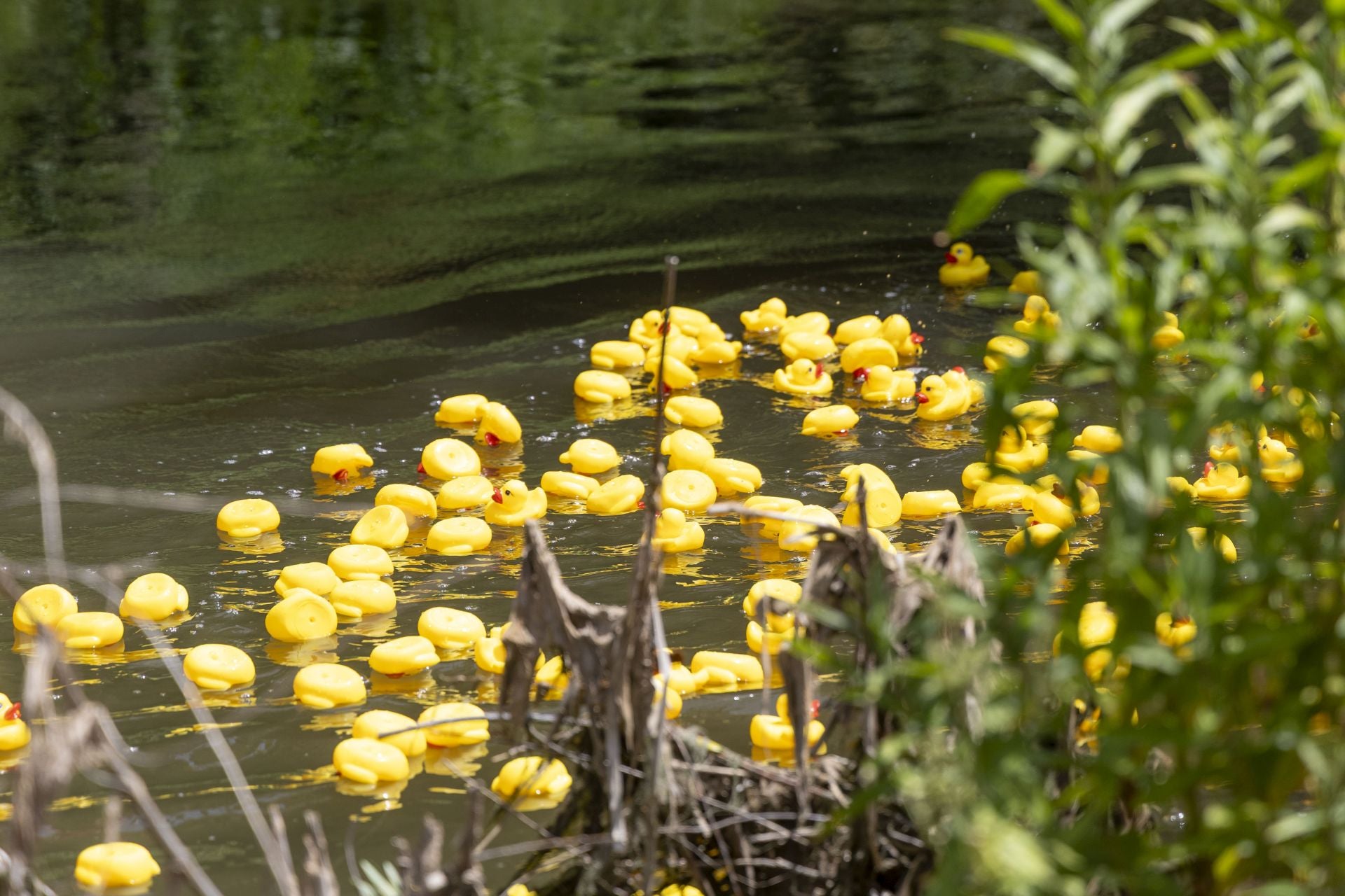 Carrera de patitos de goma solidaria en el Esgueva