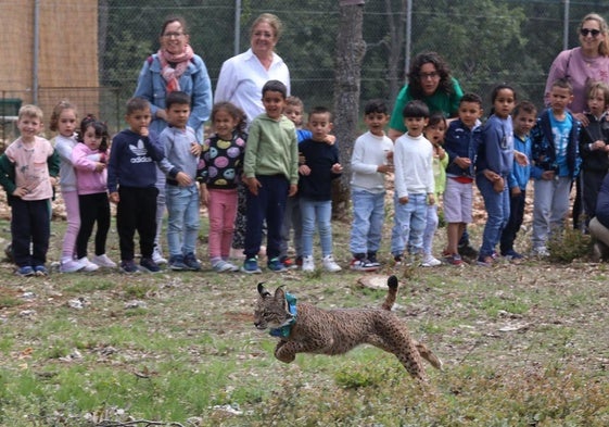 Suelta del lince Venadillo, este lunes en Astudillo ante los alumnos de Infantil del colegio Héroes de la Independencia de Torquemada.