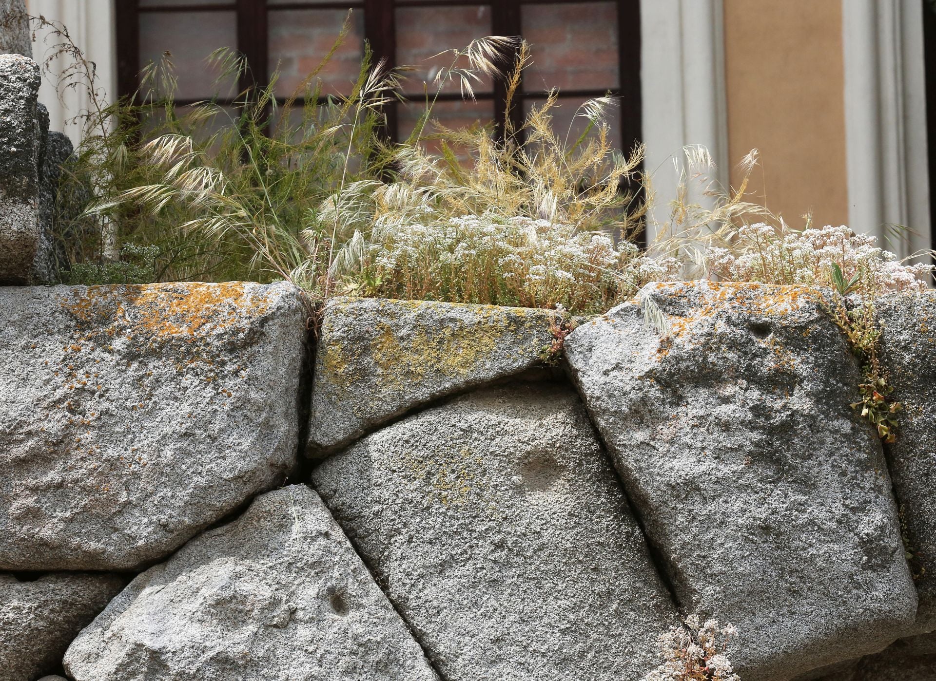 Fotos de la vegetación que crece en el Acueducto de Segovia
