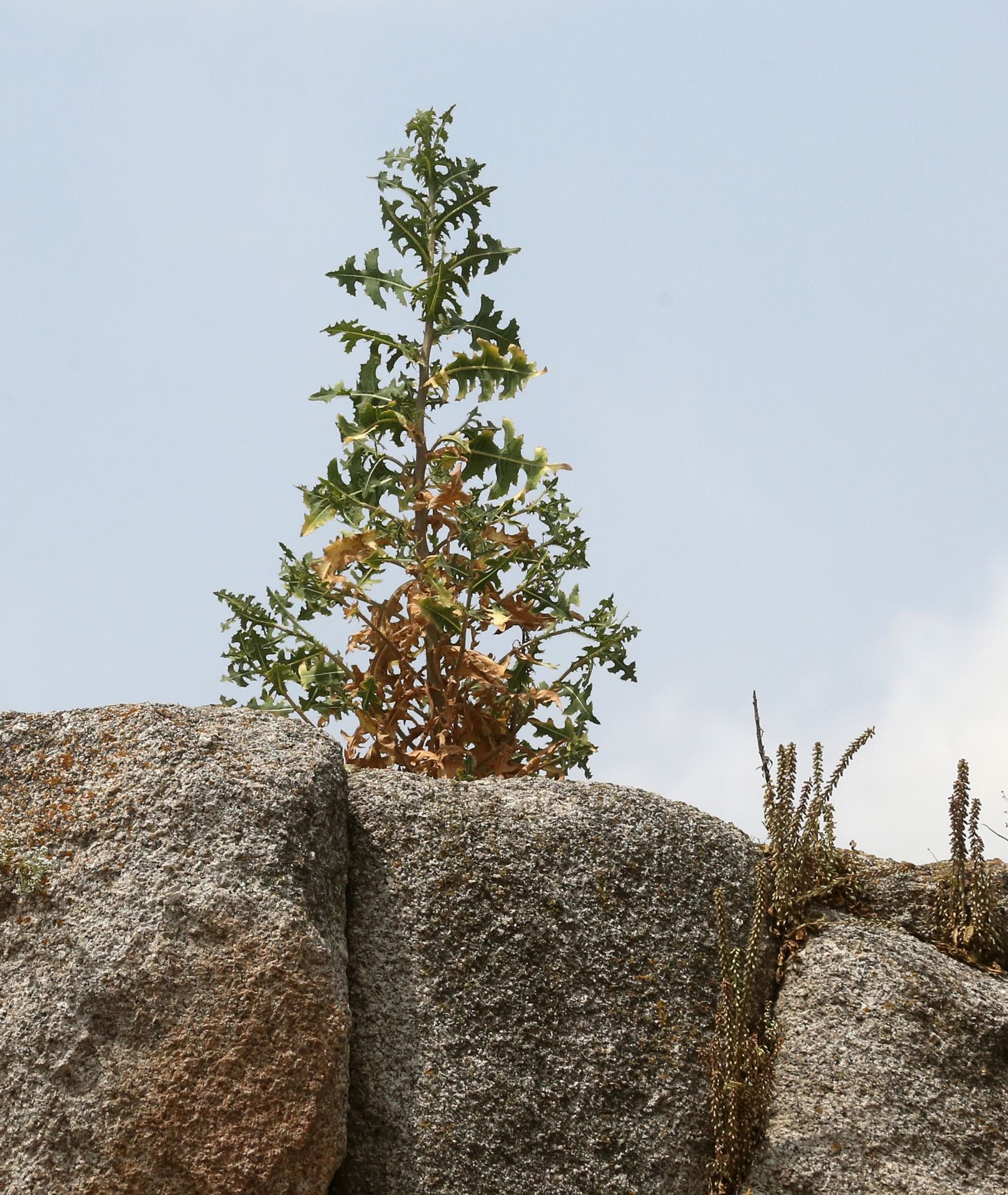 Fotos de la vegetación que crece en el Acueducto de Segovia