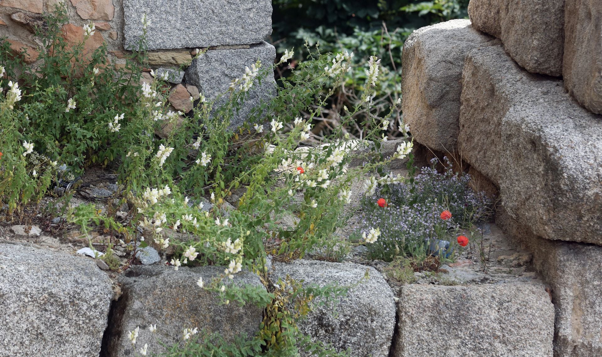Fotos de la vegetación que crece en el Acueducto de Segovia