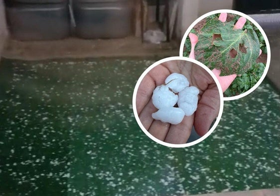 Granizo caído en un patio de Pozaldez este lunes por la noche. En los círculos, un vecino coge un pedrusco y daños en una hoja en Ventosa de la Cuesta.