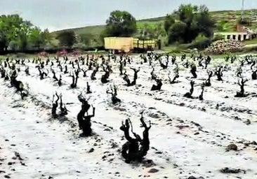 El pedrisco y las fuertes lluvias afectan a 12.000 hectáreas de Valladolid, Palencia y Burgos