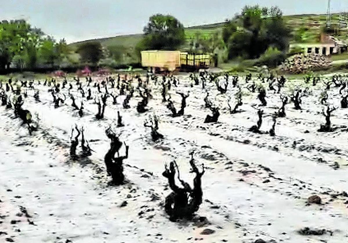 Viñedo de Fuentenebro tras una granizada el pasado mes de mayo.