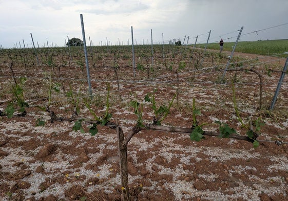 Viñedo afectado por el granizo en una parcela situada en la Ribera del Duero.