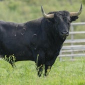Toro de la ganadería de Valdellán que se soltará este sábado en Medina.