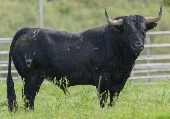 Toro de la ganadería de Valdellán que se soltará este sábado en Medina.