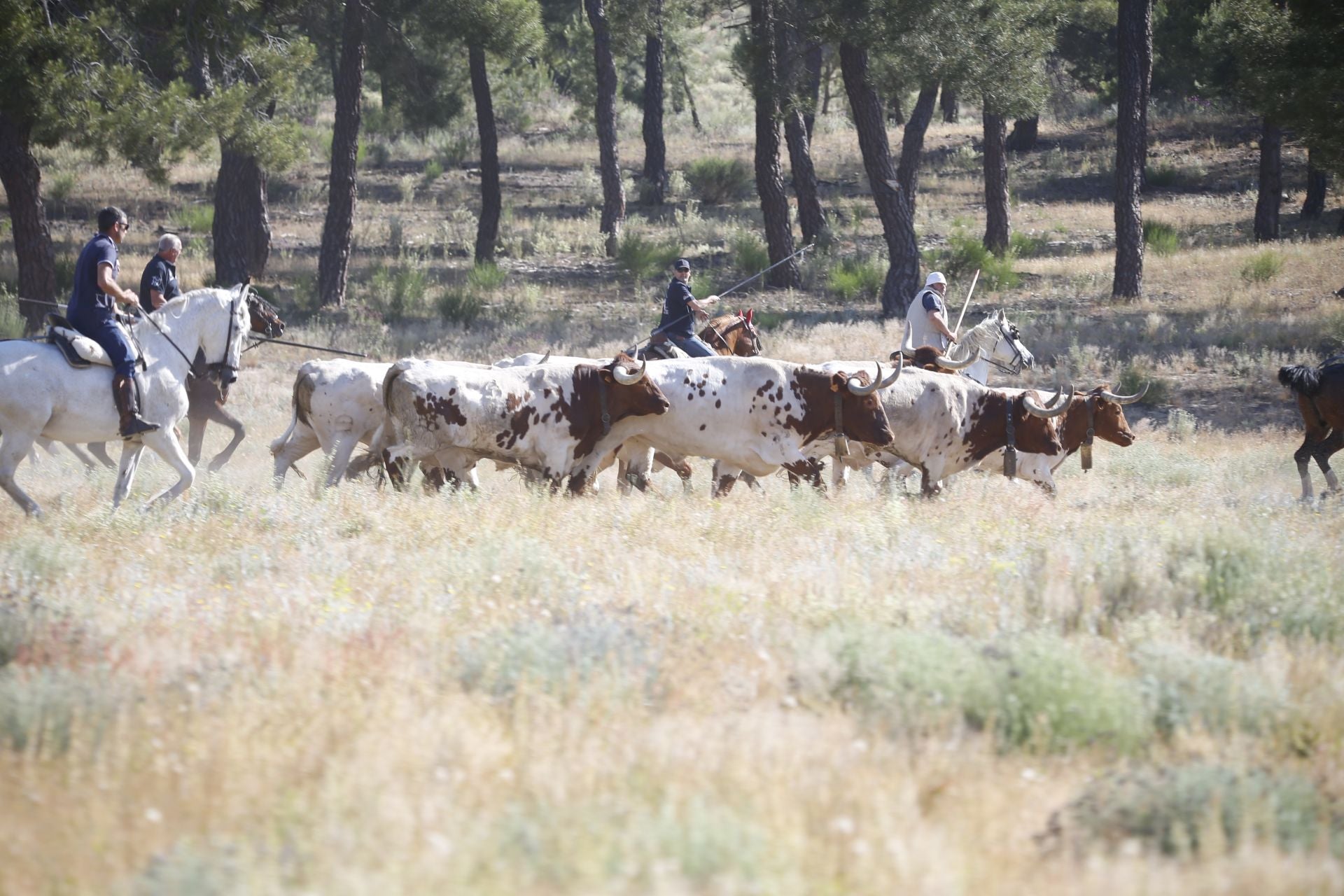 El encierro de La Parrilla, en imágenes