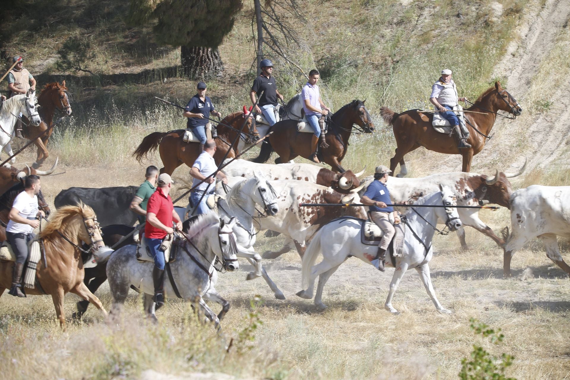El encierro de La Parrilla, en imágenes