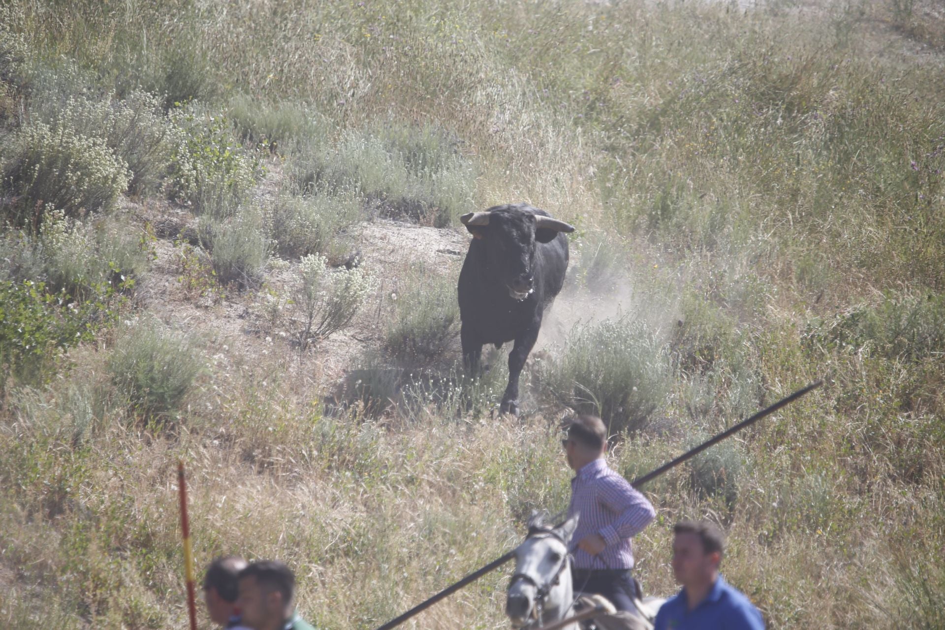 El encierro de La Parrilla, en imágenes