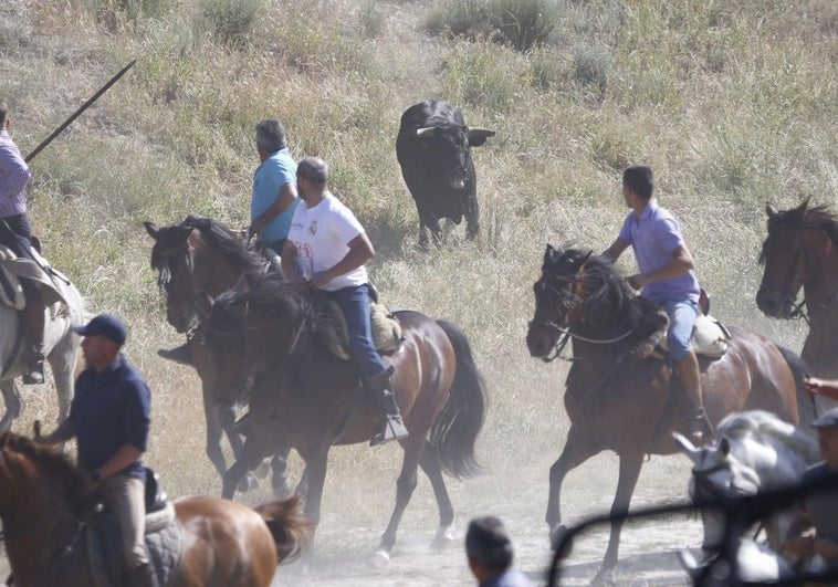 Encierro campero de La Parrilla, esta mañana.