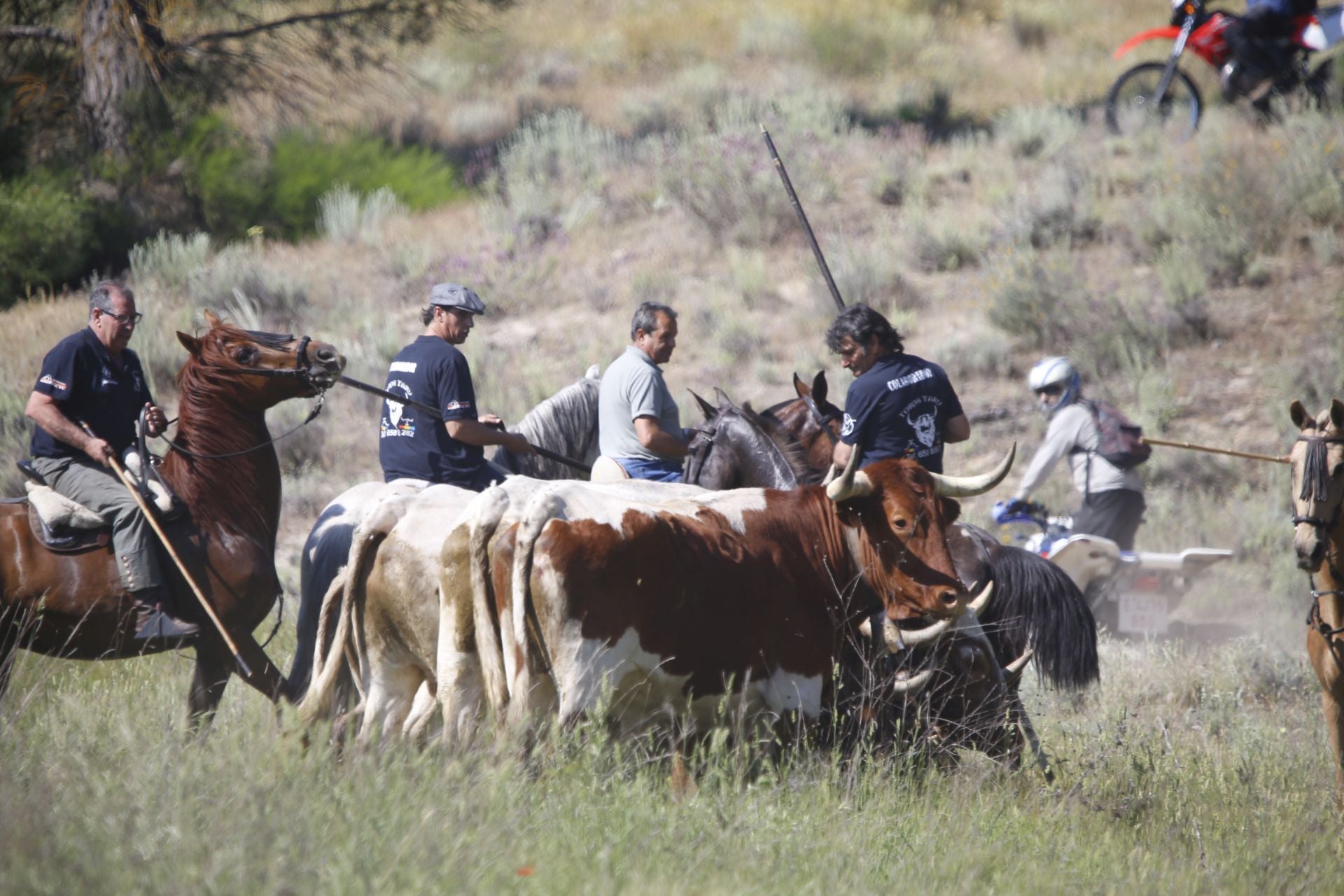 El encierro de La Parrilla, en imágenes
