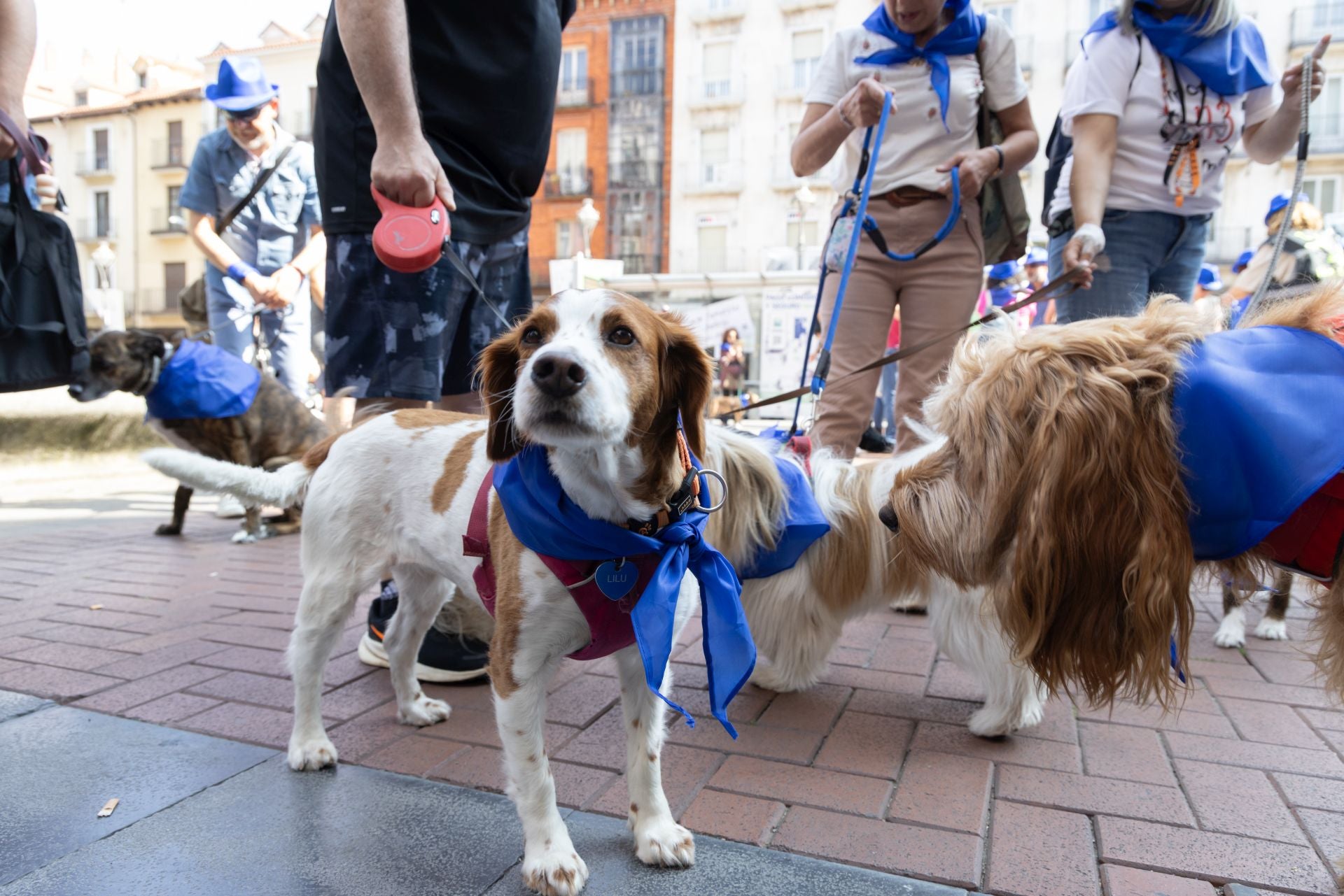 La protesta de los veterinarios, en imágenes