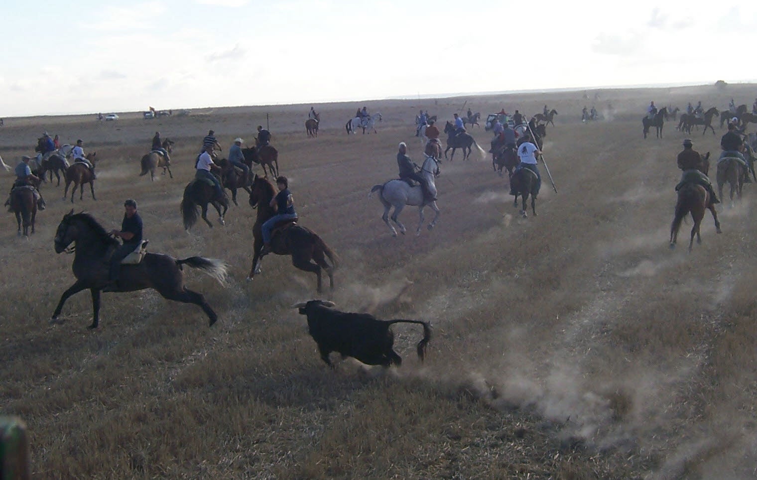 Los caballistas esquivan al toro en el encierro por el campo de Fuensaldaña. 18 de septiembre de 2011.