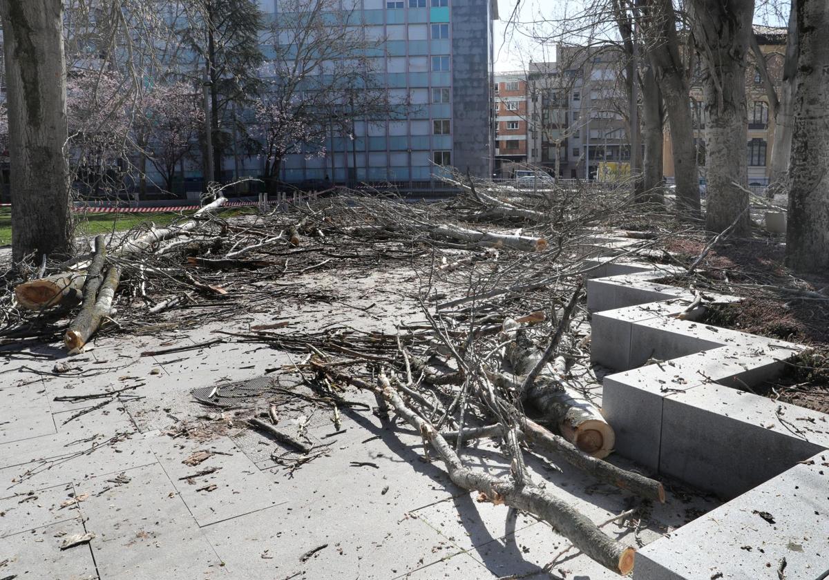 Restos de chopos y álamos talados en Jardinillos el pasado mes de marzo.