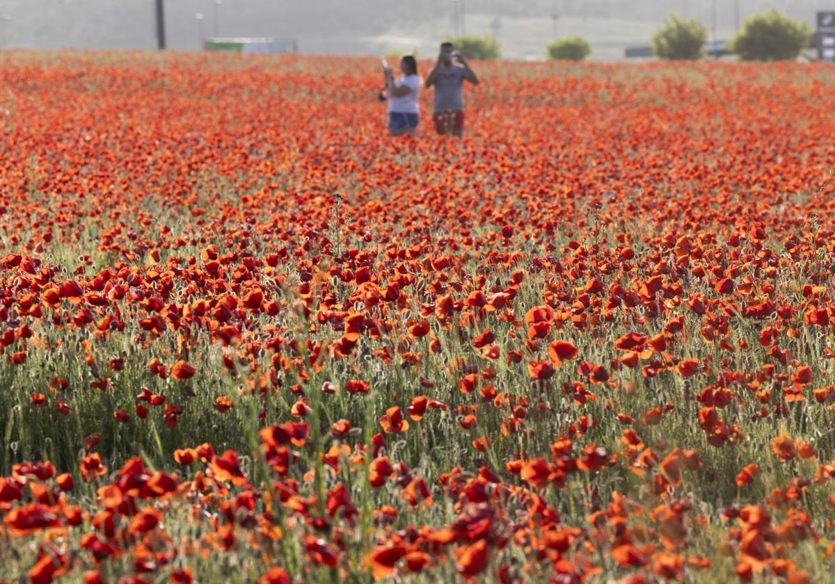 Hay un campo de amapolas