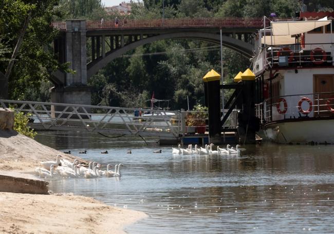 Ocas y patos en las inmediaciones de la playa de las Moreras.