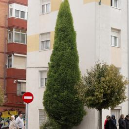 El ciprés
