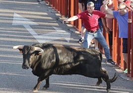 Segundo encierro de las fiestas de La Flecha.