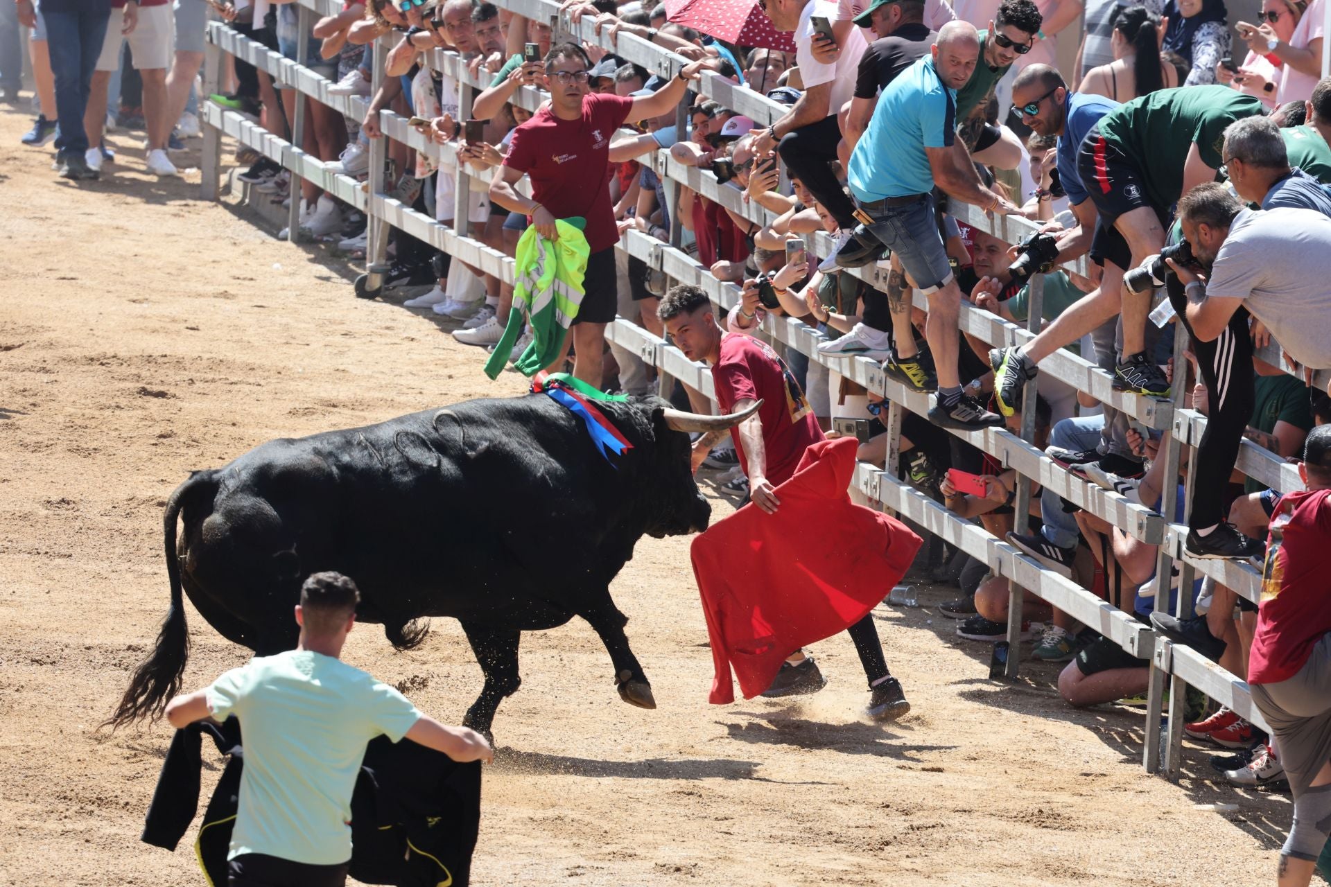 El Congreso Nacional de Toro de Cajón de Medina, en imágenes