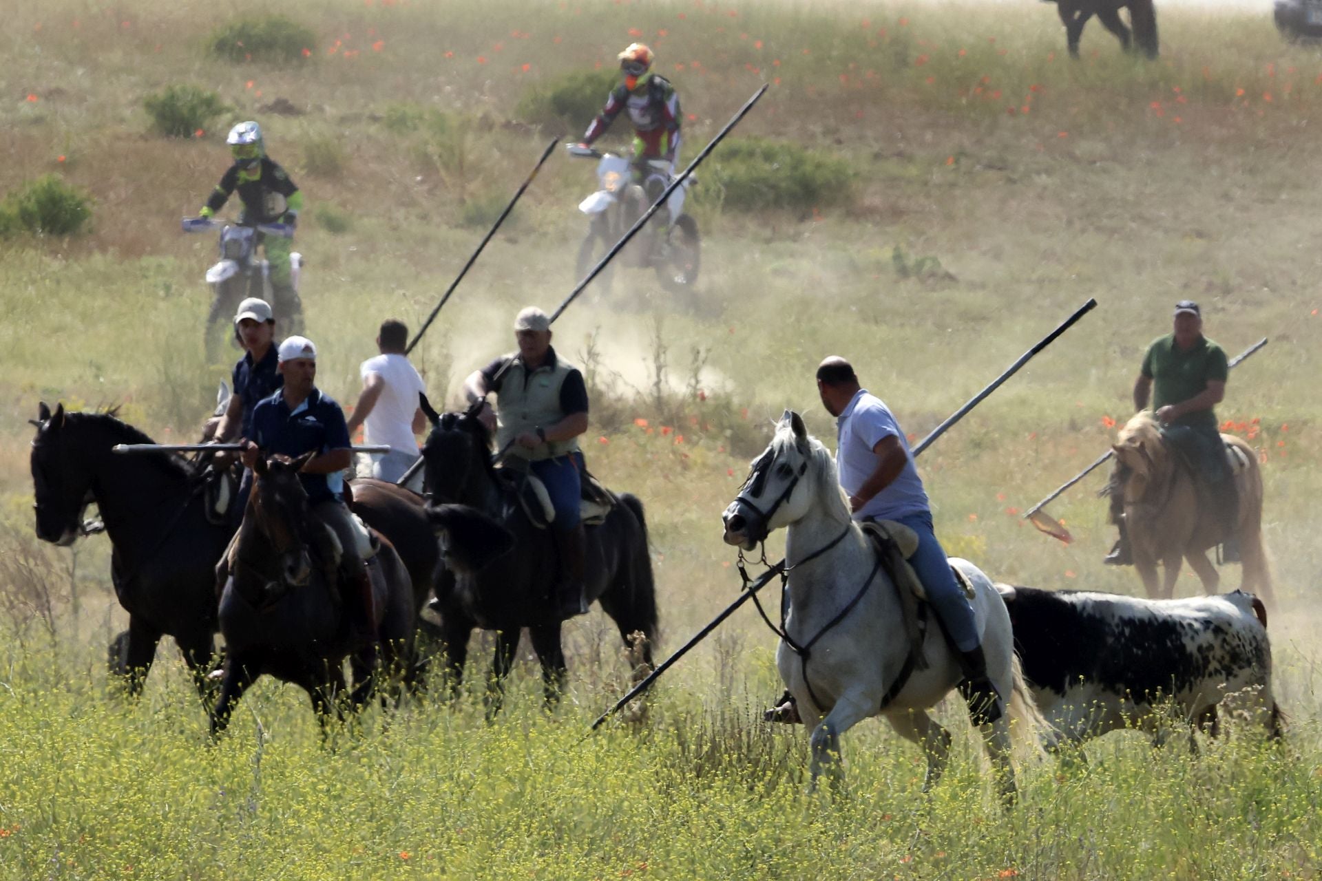 Las imágenes del regreso del encierro campero de Villanueva