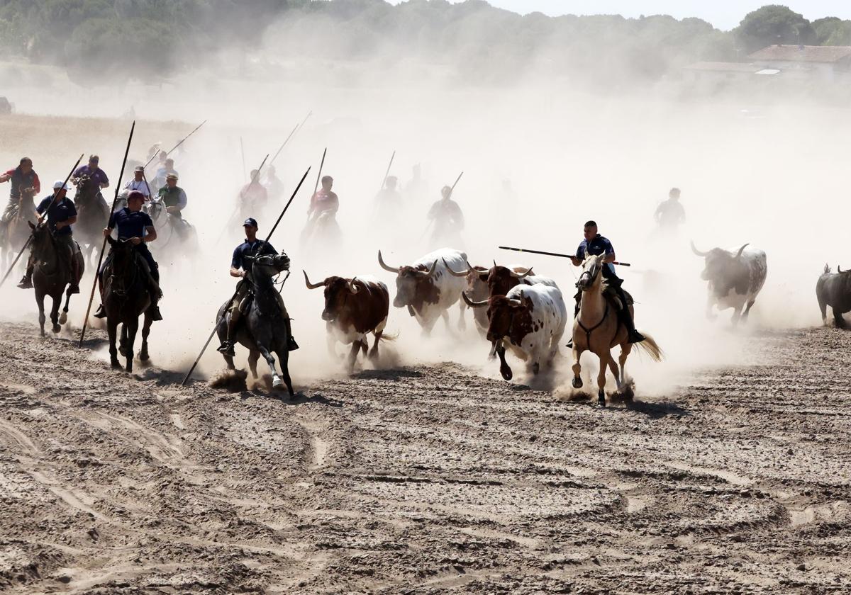 Las imágenes del regreso del encierro campero de Villanueva