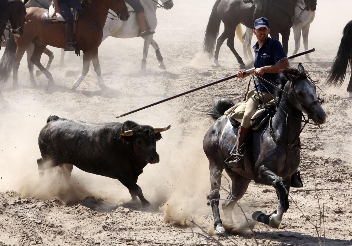 Uno de los caballistas, garrocha en mano, conduce a un toro durante el recorrido por el campo.