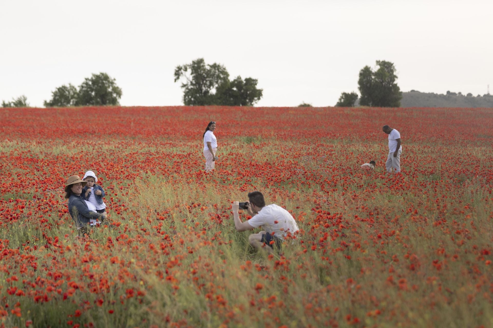 Los campos de amapolas a los que acuden cientos de personas a fotografiarse