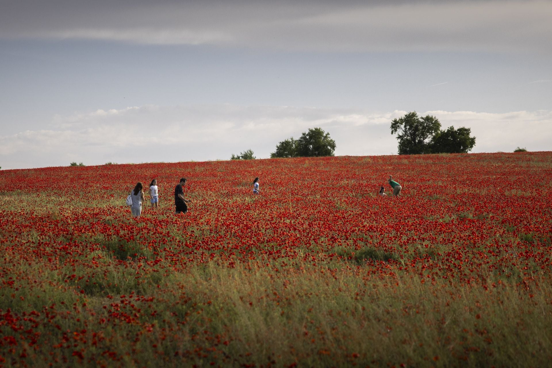 Los campos de amapolas a los que acuden cientos de personas a fotografiarse