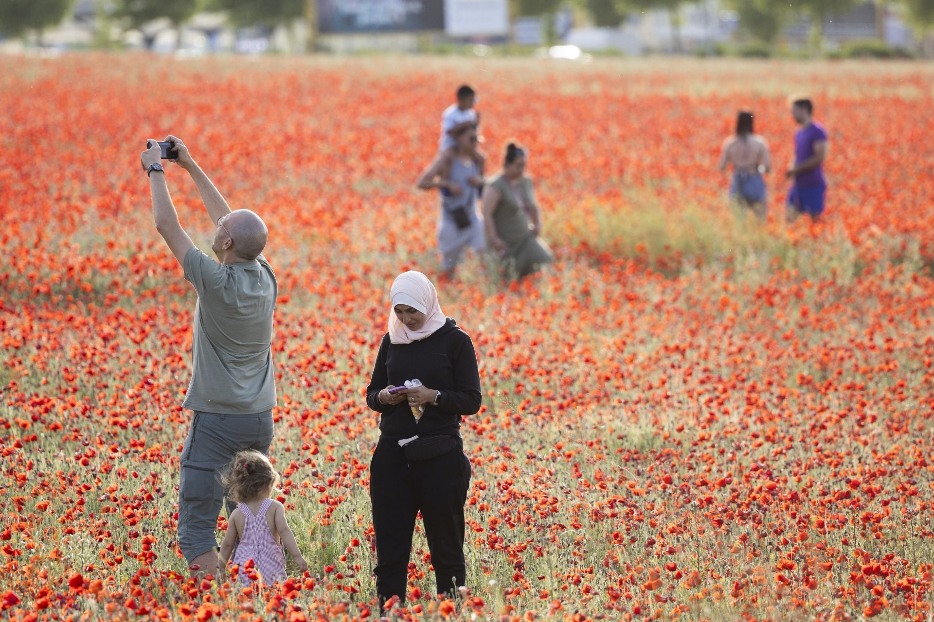 Los campos de amapolas a los que acuden cientos de personas a fotografiarse