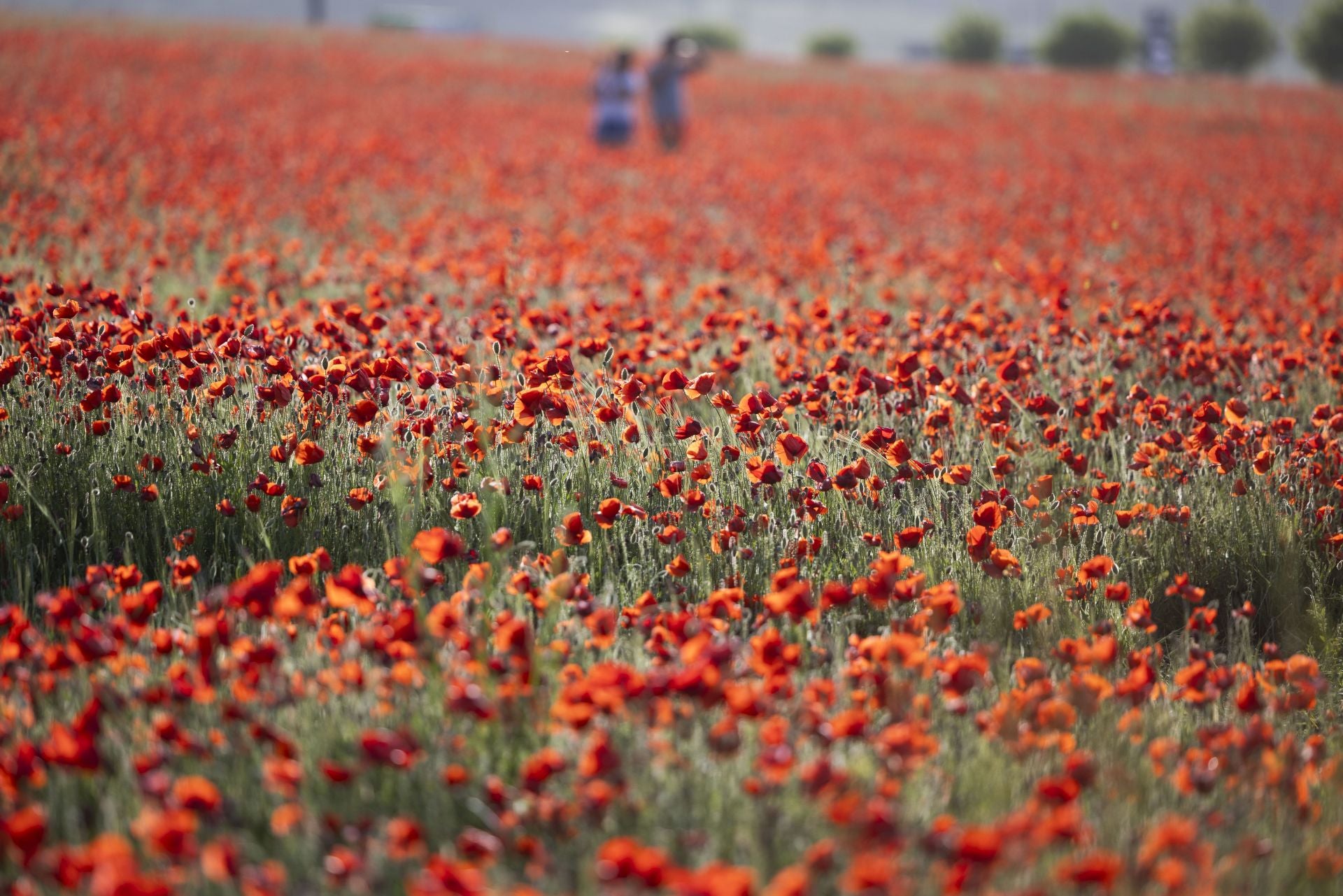 Los campos de amapolas a los que acuden cientos de personas a fotografiarse
