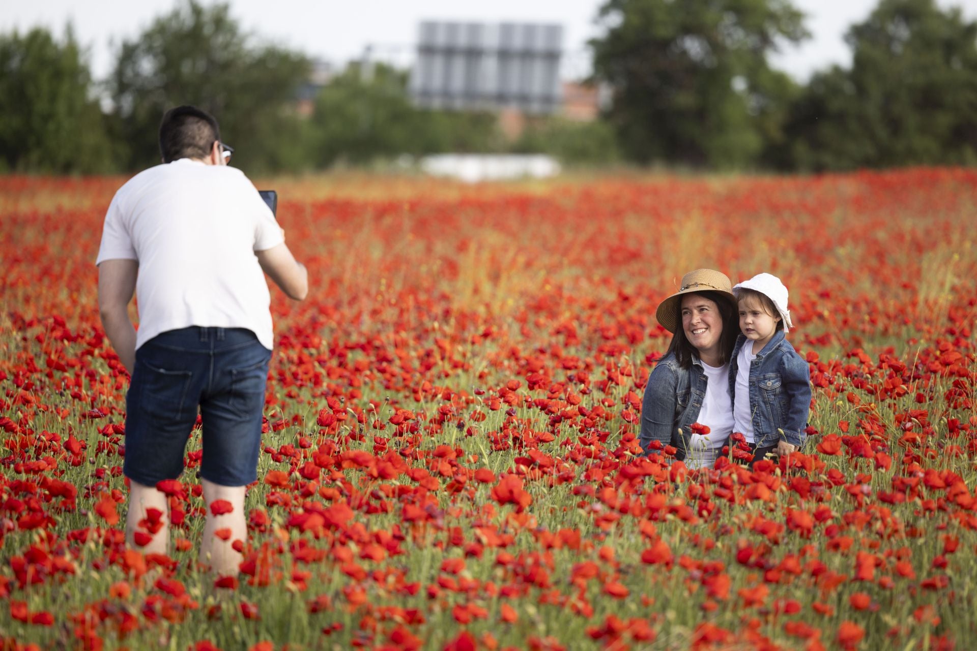 Los campos de amapolas a los que acuden cientos de personas a fotografiarse