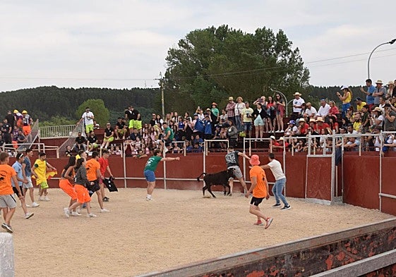Los peñistas se entretienen con una vaquilla.