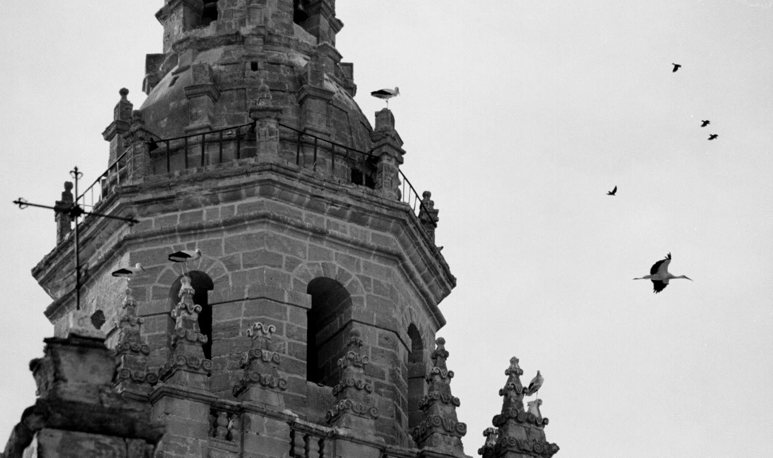 Cigüeñas revolotean alrededor de la iglesia de los Santos Juanes. 19 de marzo de 1999.