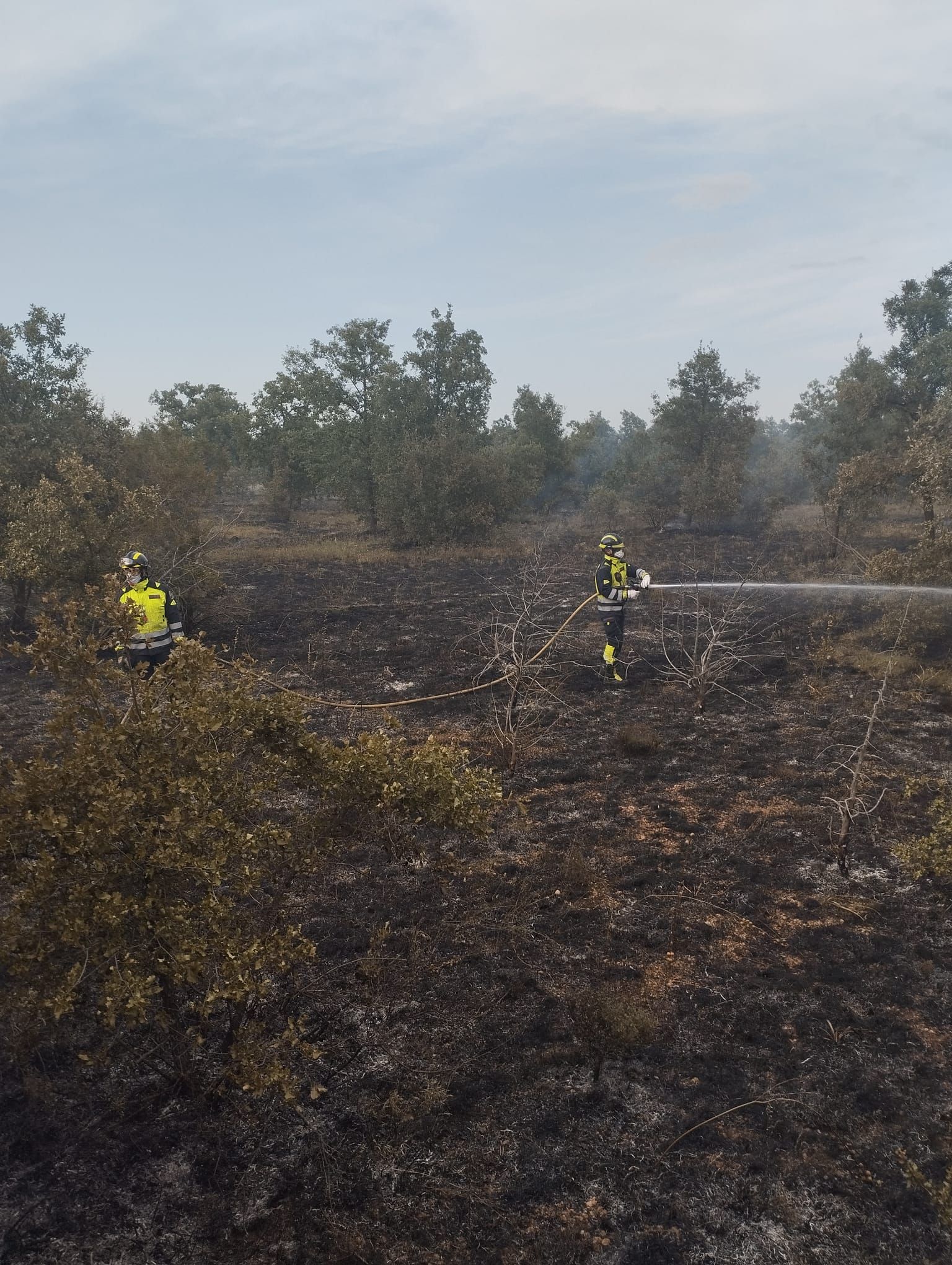 Los bomberos trabajan en la zona forestal afectada.