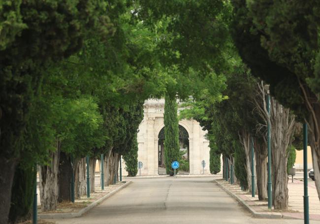 Cipreses en el Camino del Cementerio.