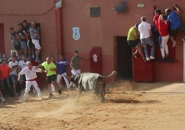 Toro enmaromado de Benavente.