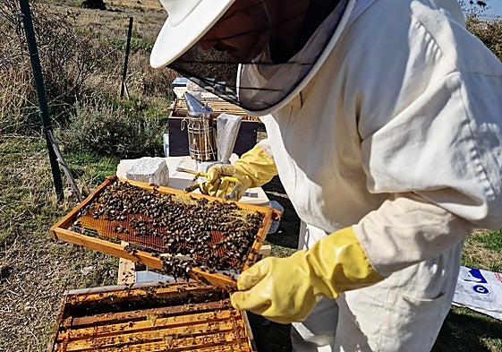 Un apicultor realizando labores en sus colmenas de la provincia de Segovia.