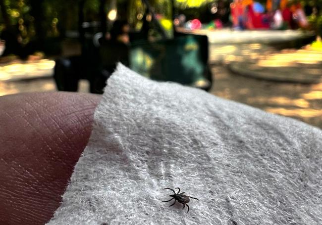 Ejemplar de garrapata en el entorno de la zona de columpios del Campo Grande.