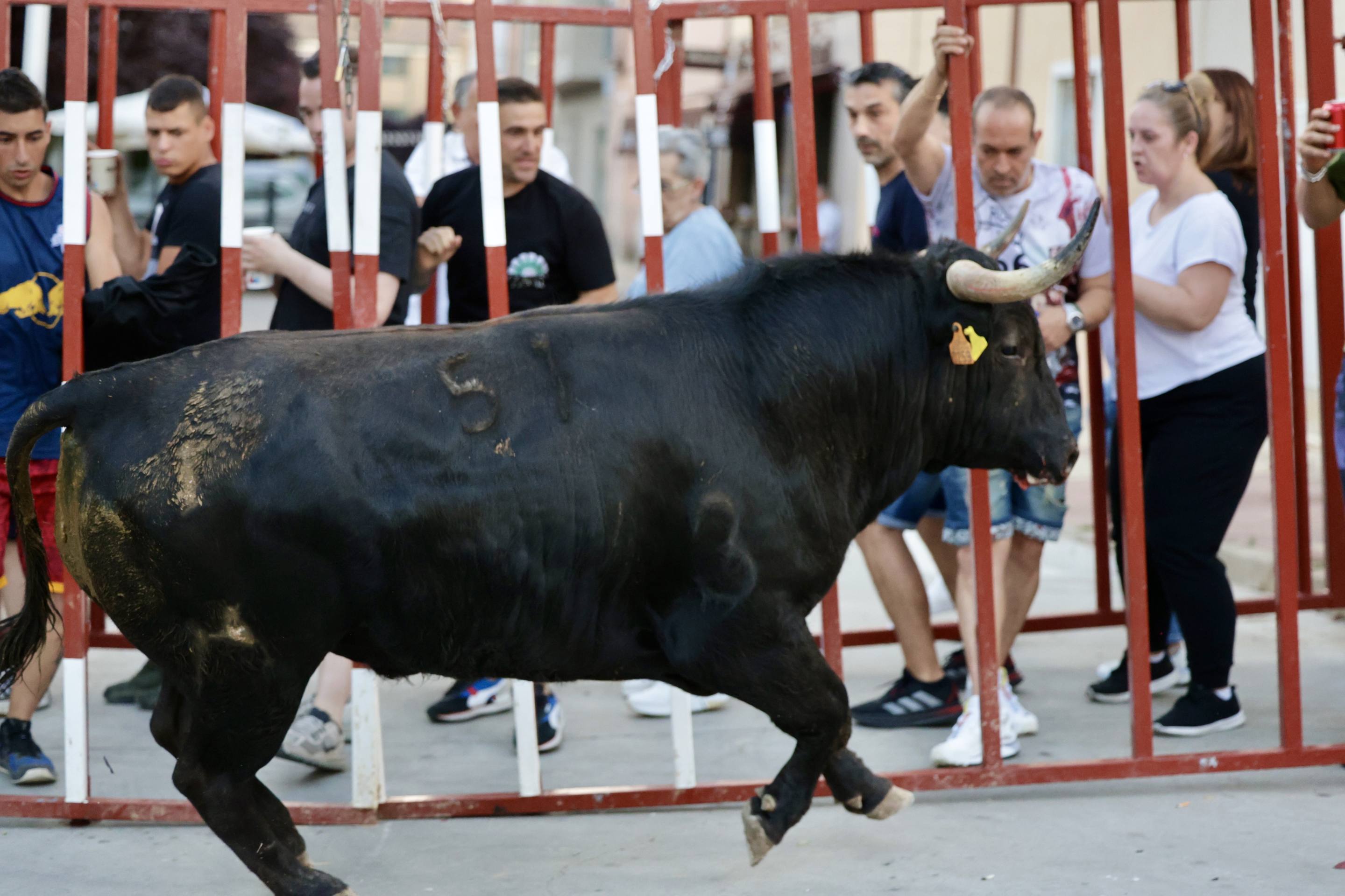 Las imágenes del Toro de las Peñas de Zaratán