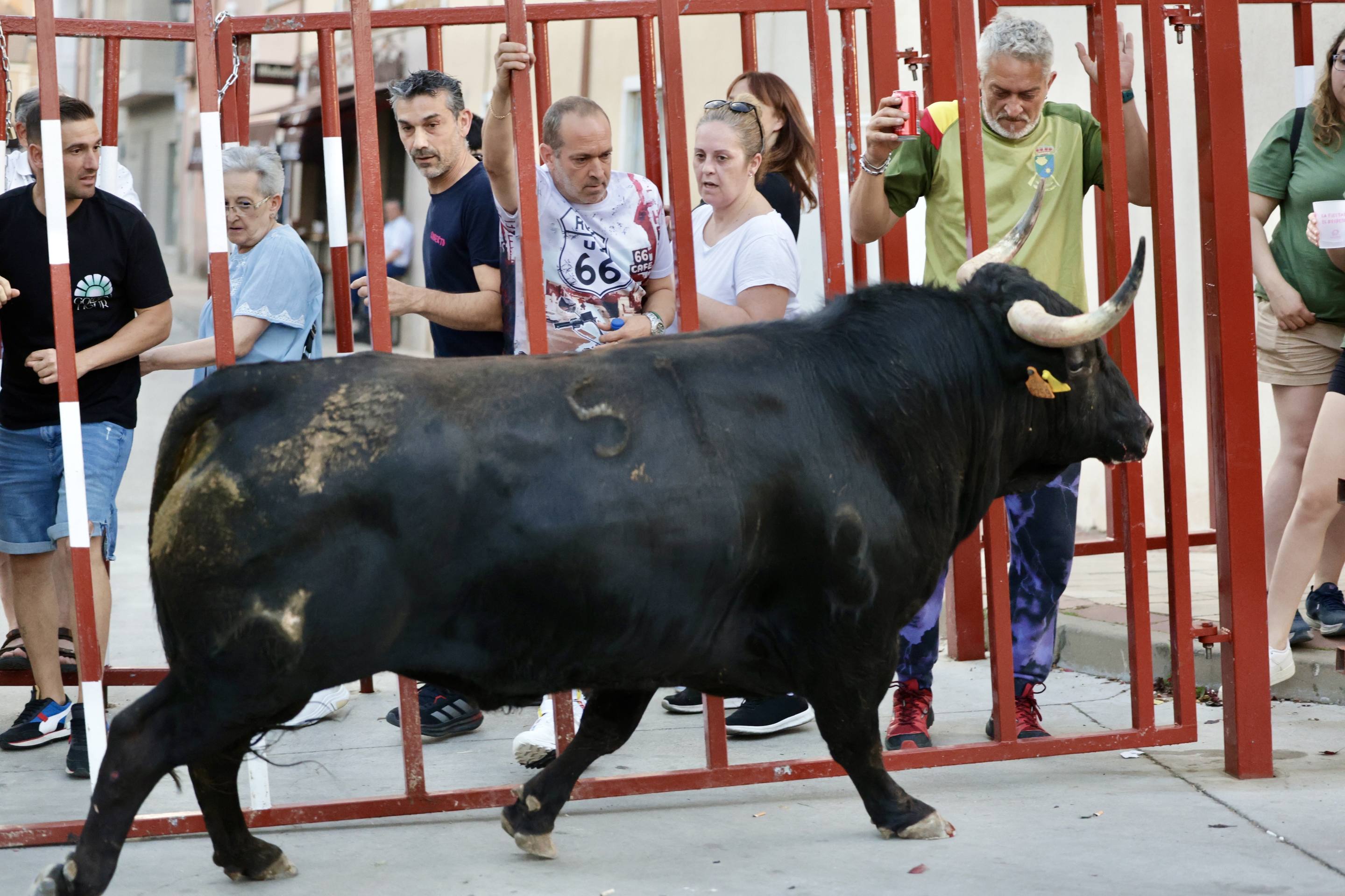 Las imágenes del Toro de las Peñas de Zaratán