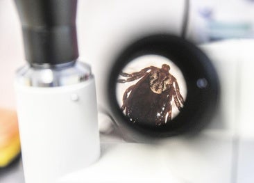 Precauciones básicas para esquivar las garrapatas y qué hacer si te pican