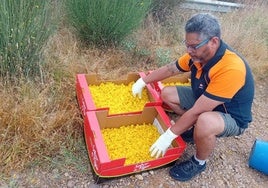 Recogida de flores para crear la alfombra del domingo.