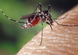 Un mosquito tigre.