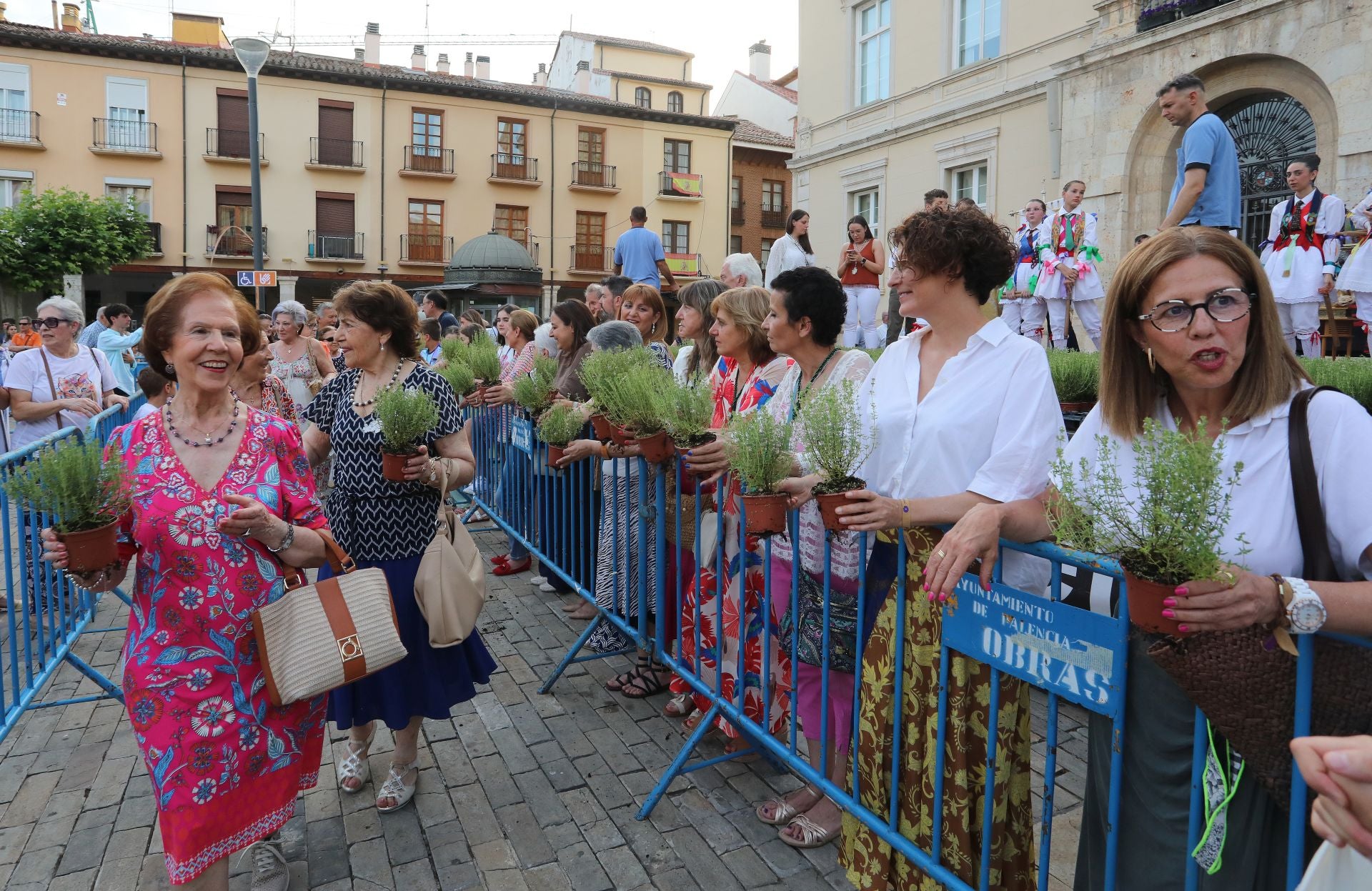 Miles de plantas de tomillo para festejar San Juan en Palencia