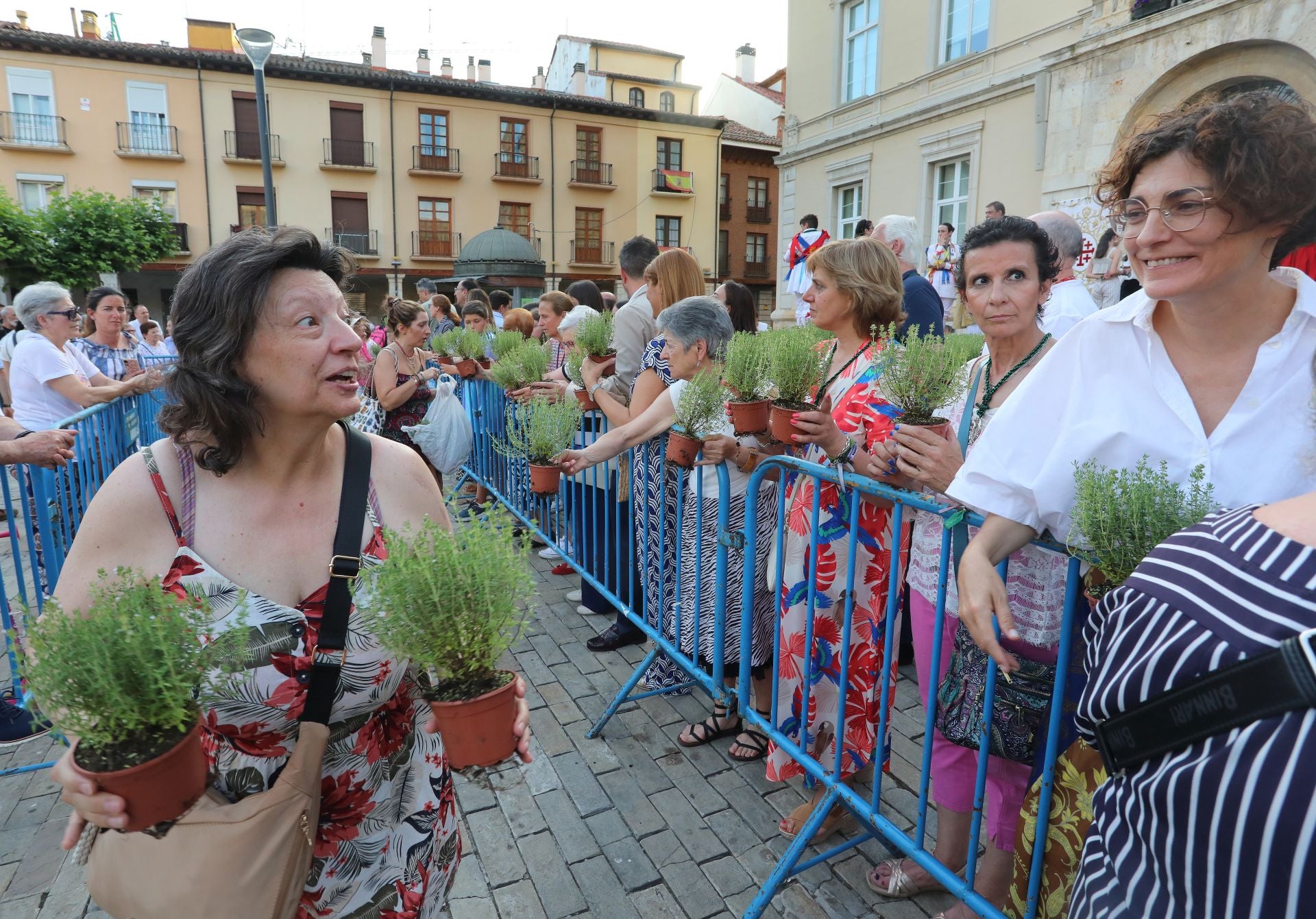 Miles de plantas de tomillo para festejar San Juan en Palencia